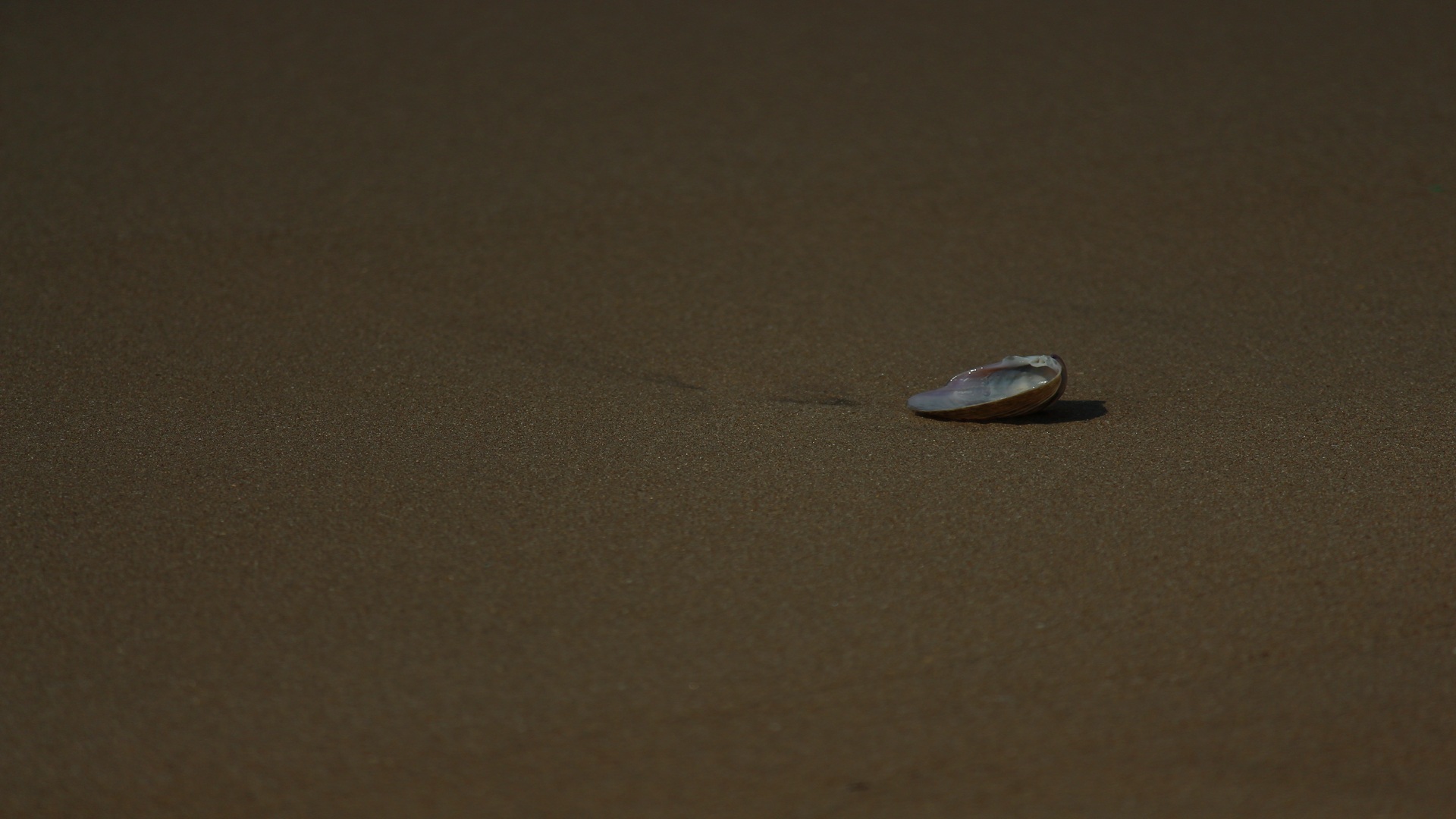 A single seashell lying on smooth, empty sand under soft natural light, symbolizing solitude, memories, and the quiet beauty of things left behind.